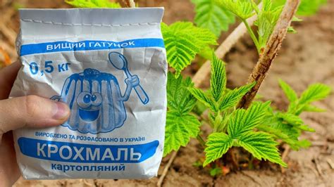 ДАЙТЕ КРАХМАЛ МАЛИНЕ! И МАЛИНА ЗАСЫПЛЕТ ВАС ЯГОДАМИ С НОГ ДО ГОЛОВЫ ...