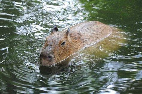 Parque Nacional Del Manu En Per Naturaleza Virgen Y Fauna Nica