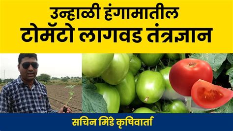 उन्हाळी हंगामातील टोमॅटो लागवड तंत्रज्ञान Tomato Cultivation In Marathi सचिन मिंडे