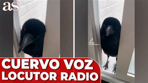 El Cuervo Con Voz De Locutor De Radio Que Enamora A Las Redes Sociales