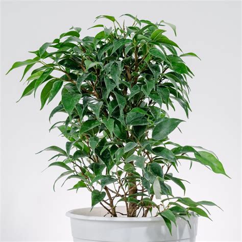 Ficus Bonsai Plantas Y Deco