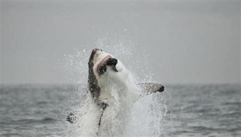 Shark Cage Diving Cape Town | False Bay | Shark Zone