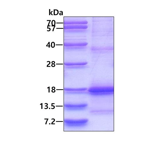 Recombinant Human Aicl Protein Denatured Ab