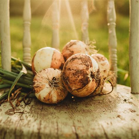 Walla Walla Heirloom Sweet Yellow Onion Thresh Seed Co