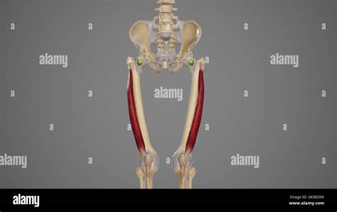 Anatomie du muscle quadriceps Banque de photographies et dimages à