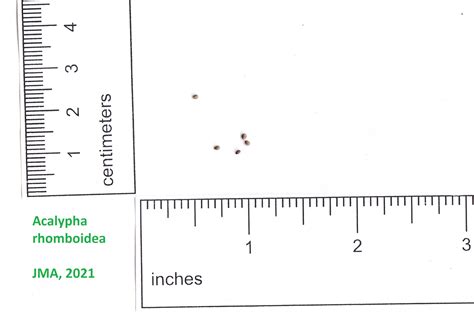 Acalypha rhomboidea (Rhomboid Mercury)