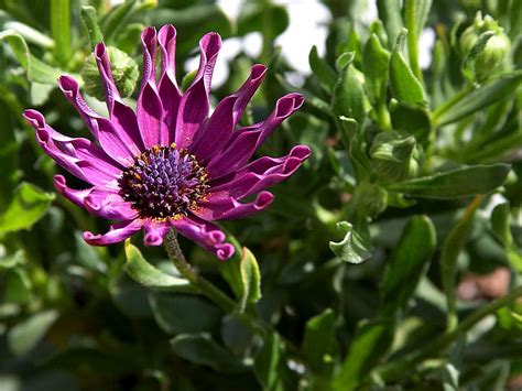 Free Picture African Daisy Patio Garden