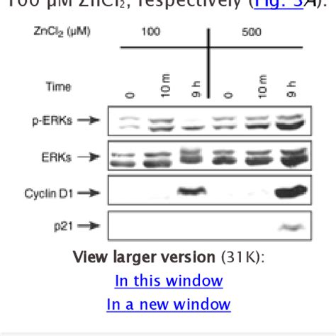 Figure 5 From The ERK Pathway Involves Positive And Negative