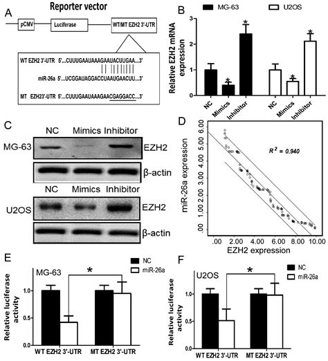 Downregulation Of Microrna 26a Is Associated With Metastatic Potential