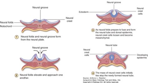 Histo Block Nervous Tissue I Flashcards Quizlet