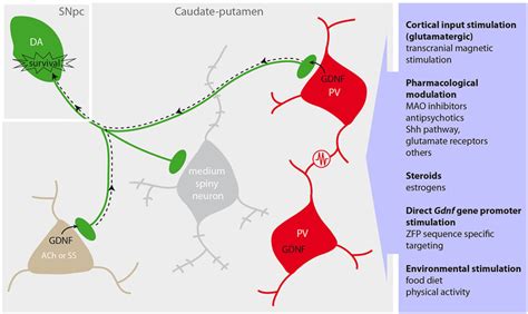 Protection Of The Dopaminergic Nigrostriatal Pathway By Striatal Gdnf