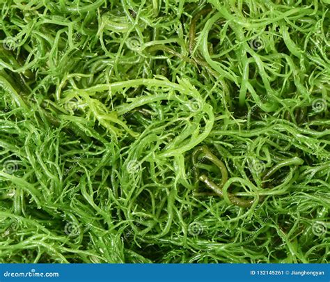 Closeup Shot of Green Seaweed Stock Image - Image of closeup, abstract: 132145261