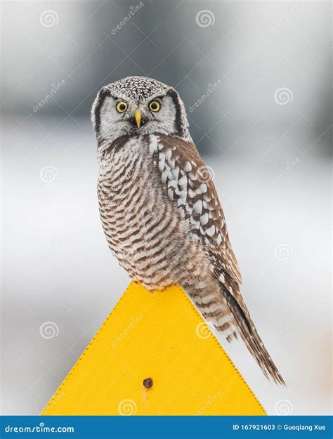 Northern Hawk Owl stock image. Image of environment - 167921603