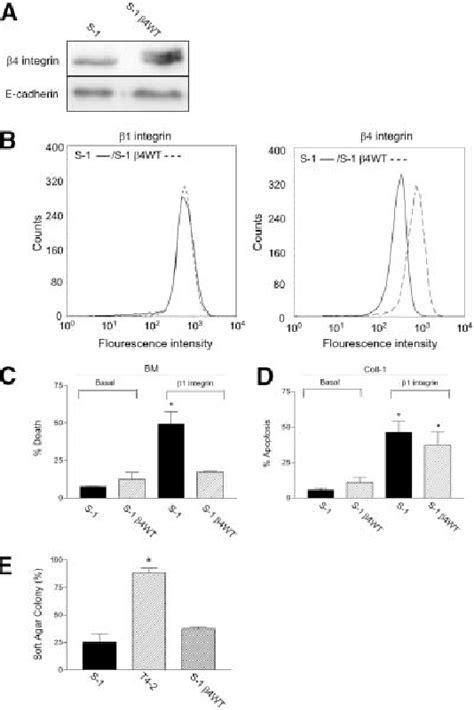 Figure 2 From Autocrine Laminin 5 Ligates α6β4 Integrin And Activates