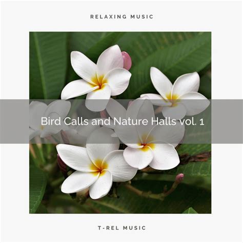 Get Relax With Calm Nature Sounds For Sleep Pt 2 Música E Letra De