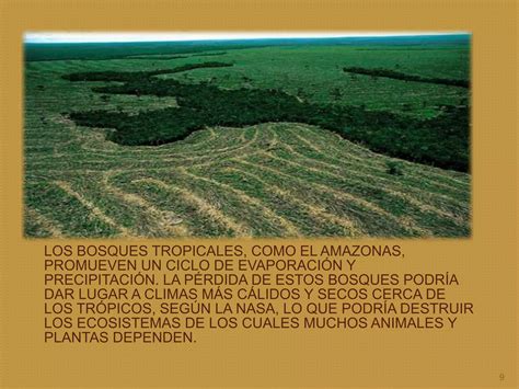 Tala De Arboles Educacion Ambiental Prof Ppt