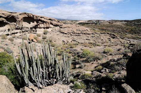 Premium Photo | Dry landscape