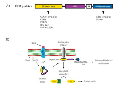 A Schematic Representation Of The Functional Domains Of Erm Proteins