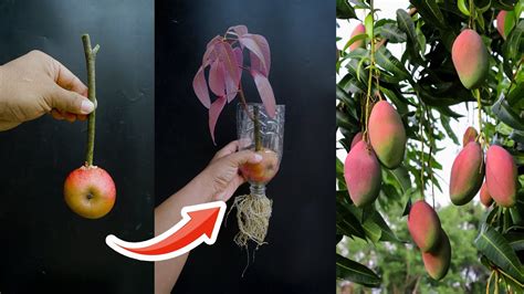 Simple Method Grafting Mango With Apples In A Glass Of Water New Mango