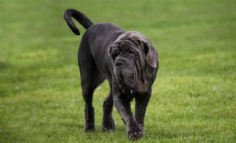 Enfermedades Del Mastín Napolitano Patologías Comunes En La Raza Vida Con Mascotas ️