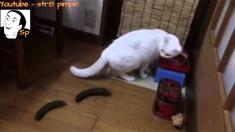 Cats scared by cucumbers - YouTube