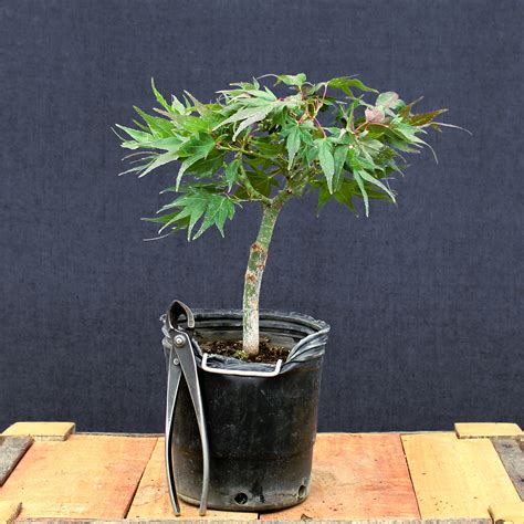 Acer Palmatum Mikawa Yatsubusa 14 Kuyen Bonsai