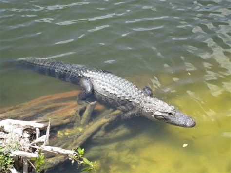 O Voir Les Alligators L Tat Sauvage En Floride Lieux De