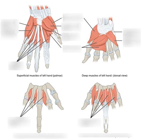 Md Intrinsic Hand Muscles Diagram Quizlet