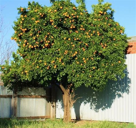 10 Fastest Growing Fruit Trees For Your Backyard Orchard Artofit