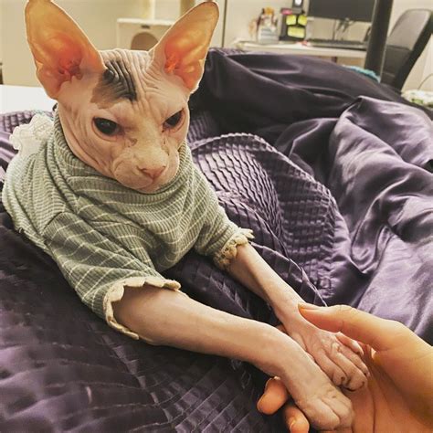 "Just a simple french manicure please" | Hairless cat, Cat memes ...