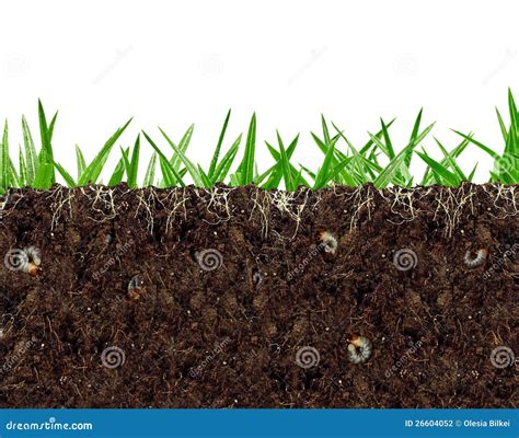 Inside View Of Soil Vital Activity With Larvae Stock Photography - Image: 26604052