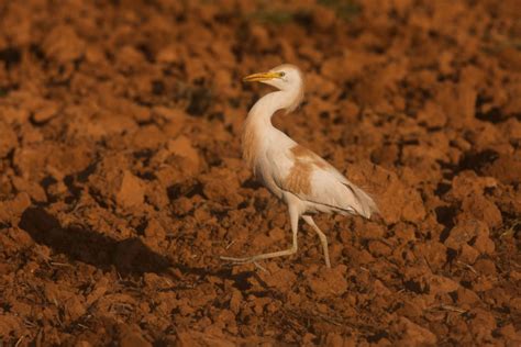 Las 10 Primeras Aves De La Guía De Aves De Guadalajara Senderismo