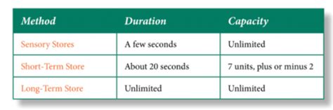 Models Of Memory Multi Store Model Flashcards Quizlet