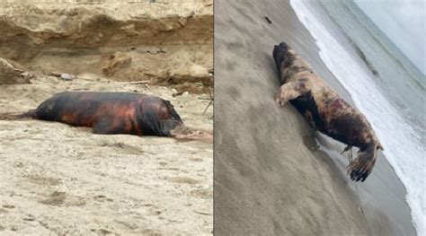 Tumbes Hallan Decenas De Lobos Marinos Muertos