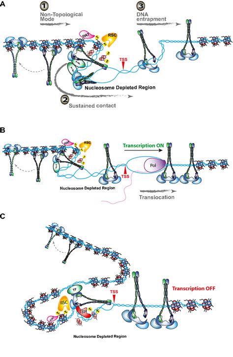 A Model For The Loading Of Condensin At Gene Promoters A Condensin