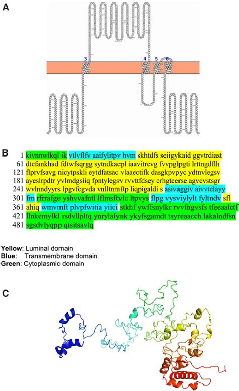 The Topology Of Nsp4 Of Sars Cov 2 A Topology Of Nsp4 Is Determined