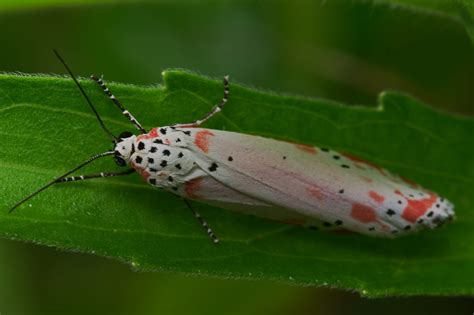 Ornate Bella Moth Dan Flickr