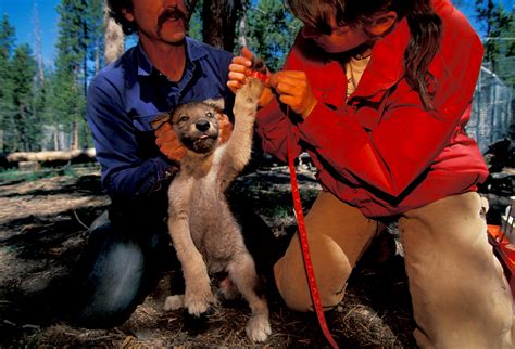 Wol Joel Sartore