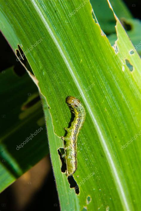 Gusano Cogollero Spodoptera Frugiperda En La Hoja De Ma Z Hojas De