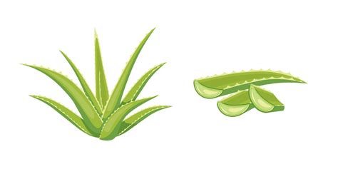 Vector Illustration Fresh Aloe Vera With Sliced Isolated On White