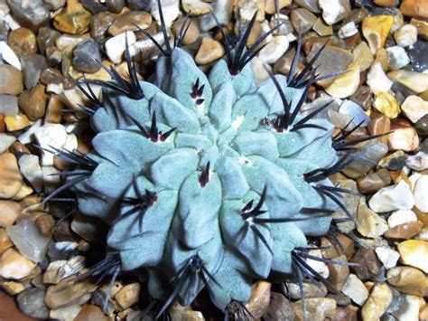 Neoporteria Paucicostata : Grows on You