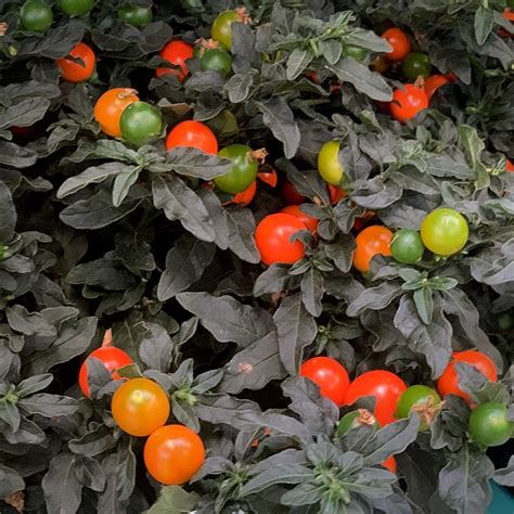 Solanum Pseudocapsicum