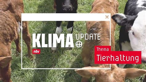 Klima Update zu Tierhaltung Können glückliche Rinder Welt retten