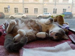 Котокафе "Котиссимо"