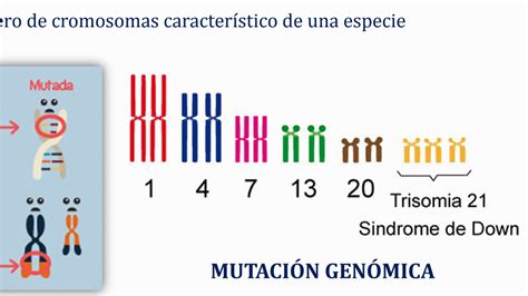 Biología 2ºBach Tema 10 1 Mutaciones y evolución biológica Tipos de