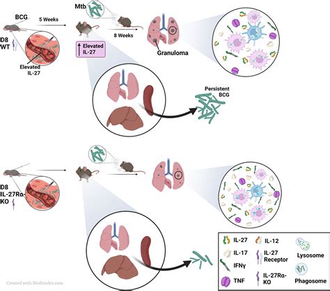 Frontiers Il 27 Alters Inflammatory Cytokine Expression And Limits