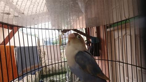 Emosi Full Lovebird Ngetik Ngekek Panjang Ampuh Pancing Lovebird