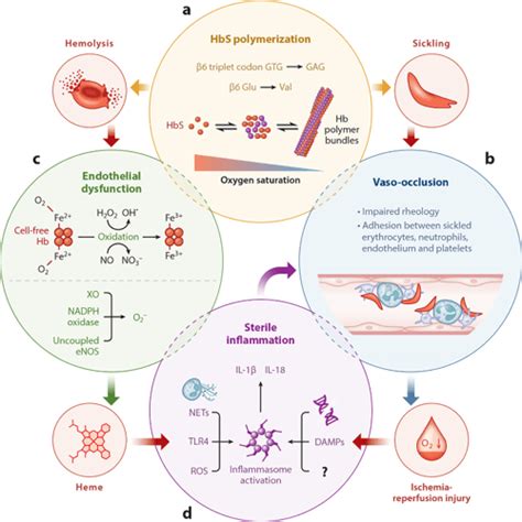 Figure 1 From Pathophysiology Of Sickle Cell Disease Semantic Scholar