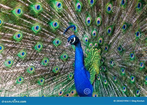 Indian Blue Peafowl Pavo Cristatus Adult Male With Open Tail Stock