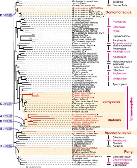 EF 1α phylogeny The unrooted maximum likelihood tree was inferred from